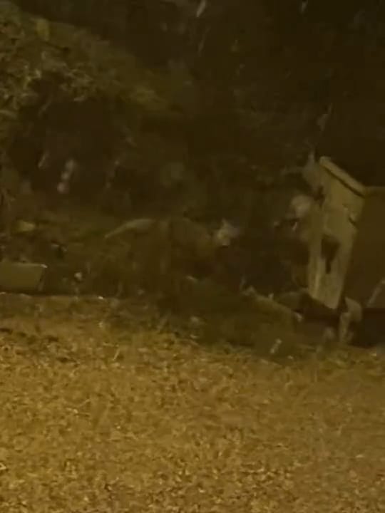 7712A448 Db58 4Cf0 Ae1D 4453F0D9342E