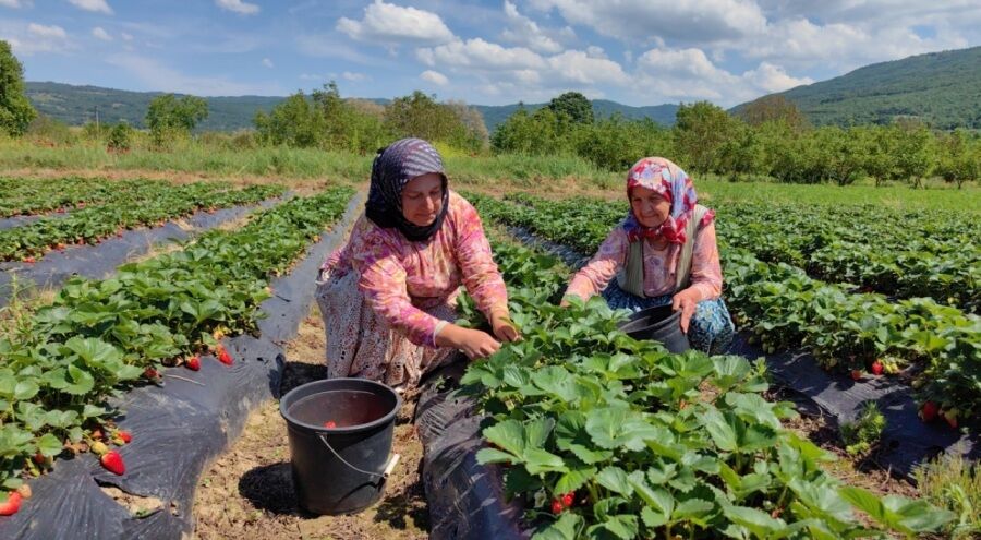 113001 Inegol De Cilek Koyunde Hasat Basladi 6640A6Ede4F7F