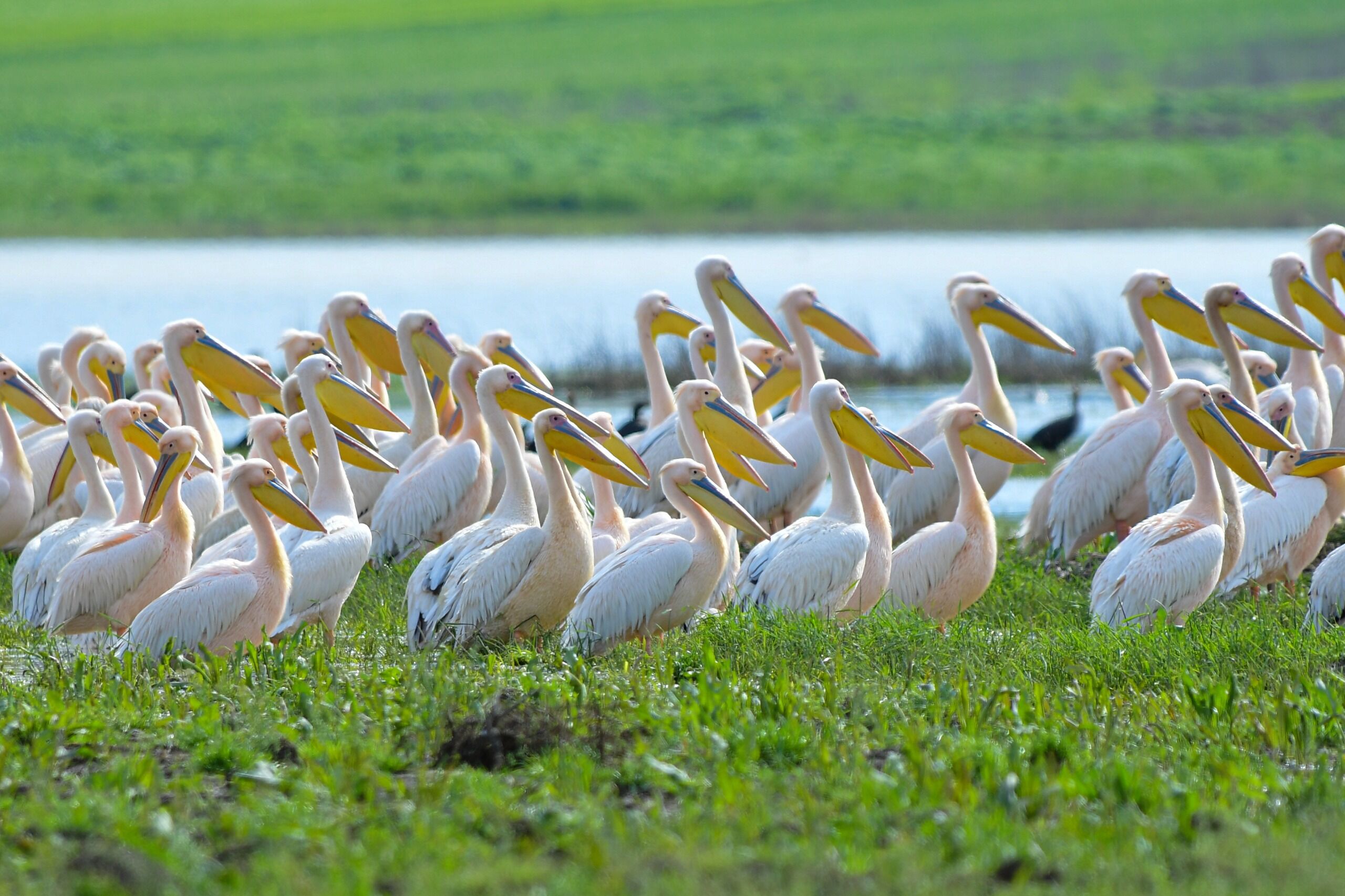 39Cf9Dfe 5A16 46Ae 837C 72C0F0779540