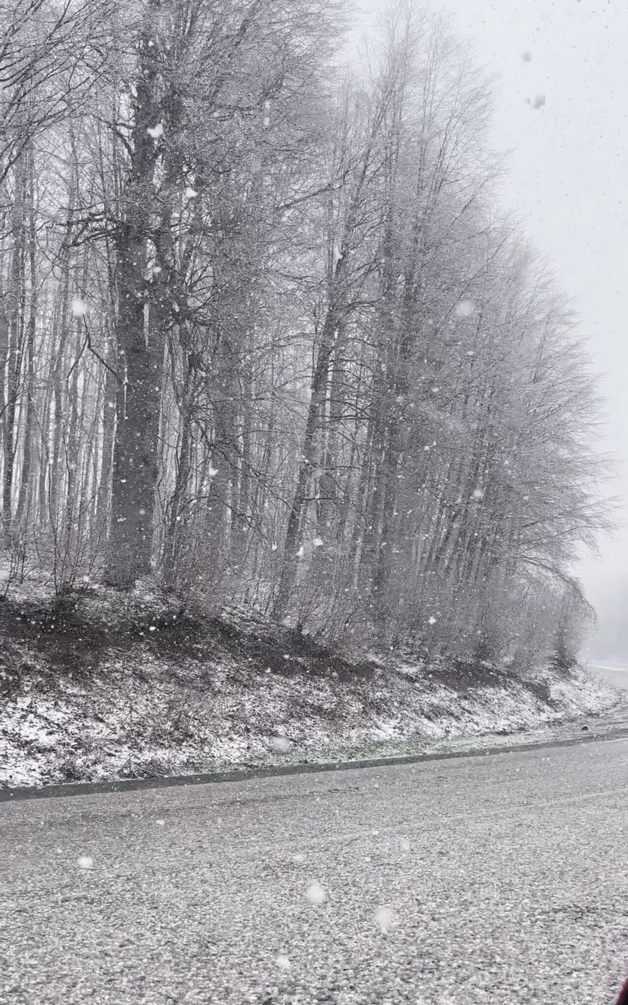 41E2E6A2 B8Fc 4887 Bb03 D1739A5187F7