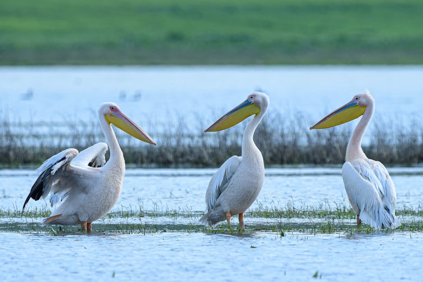 694E873A A908 41B0 B92C 693106Dd2612