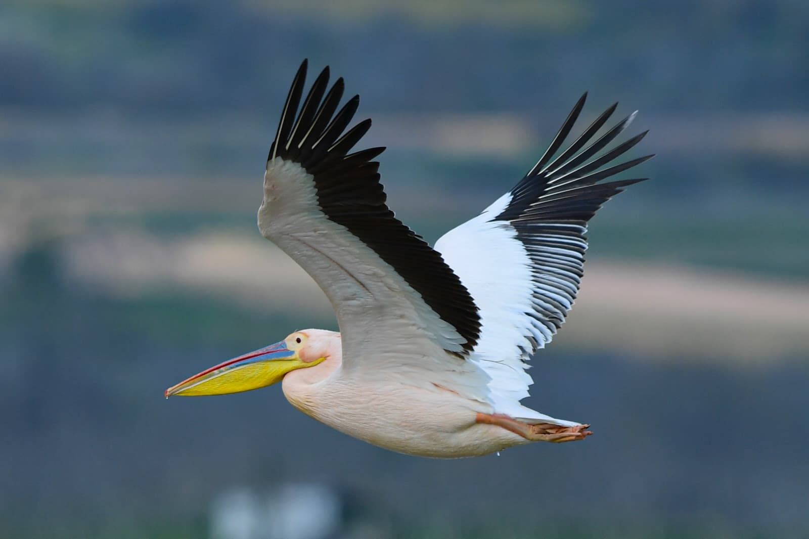 D9Bc6E3D B345 4C38 85C6 075B70D6F790