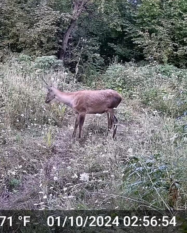 Bursa İnegöl’de gizli yaban hayatı fotokapana takıldı!