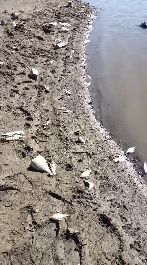 Bursa'nın içme suyu barajına giden derede balık ölümleri korkuttu!
