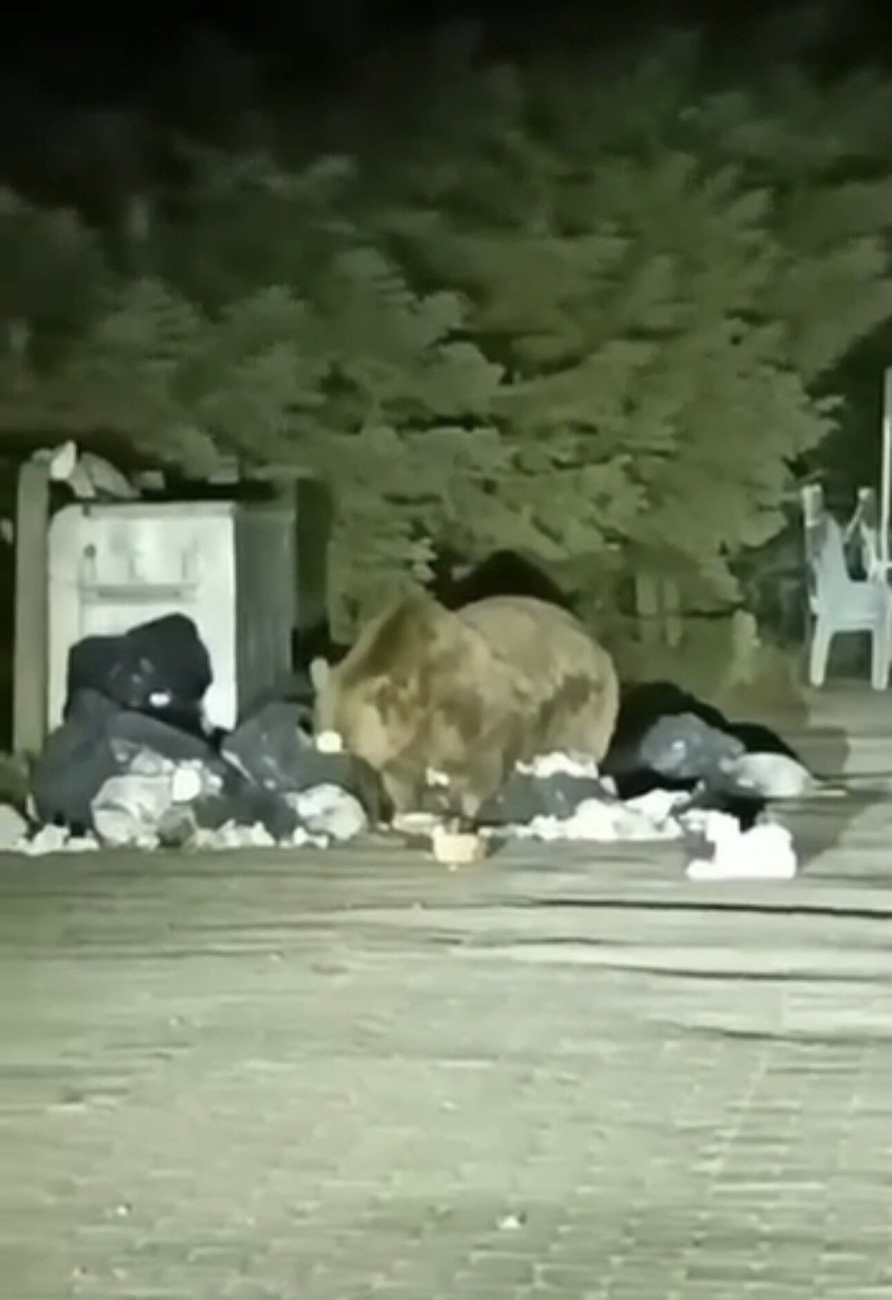 Uludağ’da aç kalan ayı çöp konteynerinde yemek aradı!
