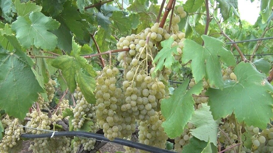 Bursa'da sarı altın Müşküle üzümünde hasat heyecanı başladı