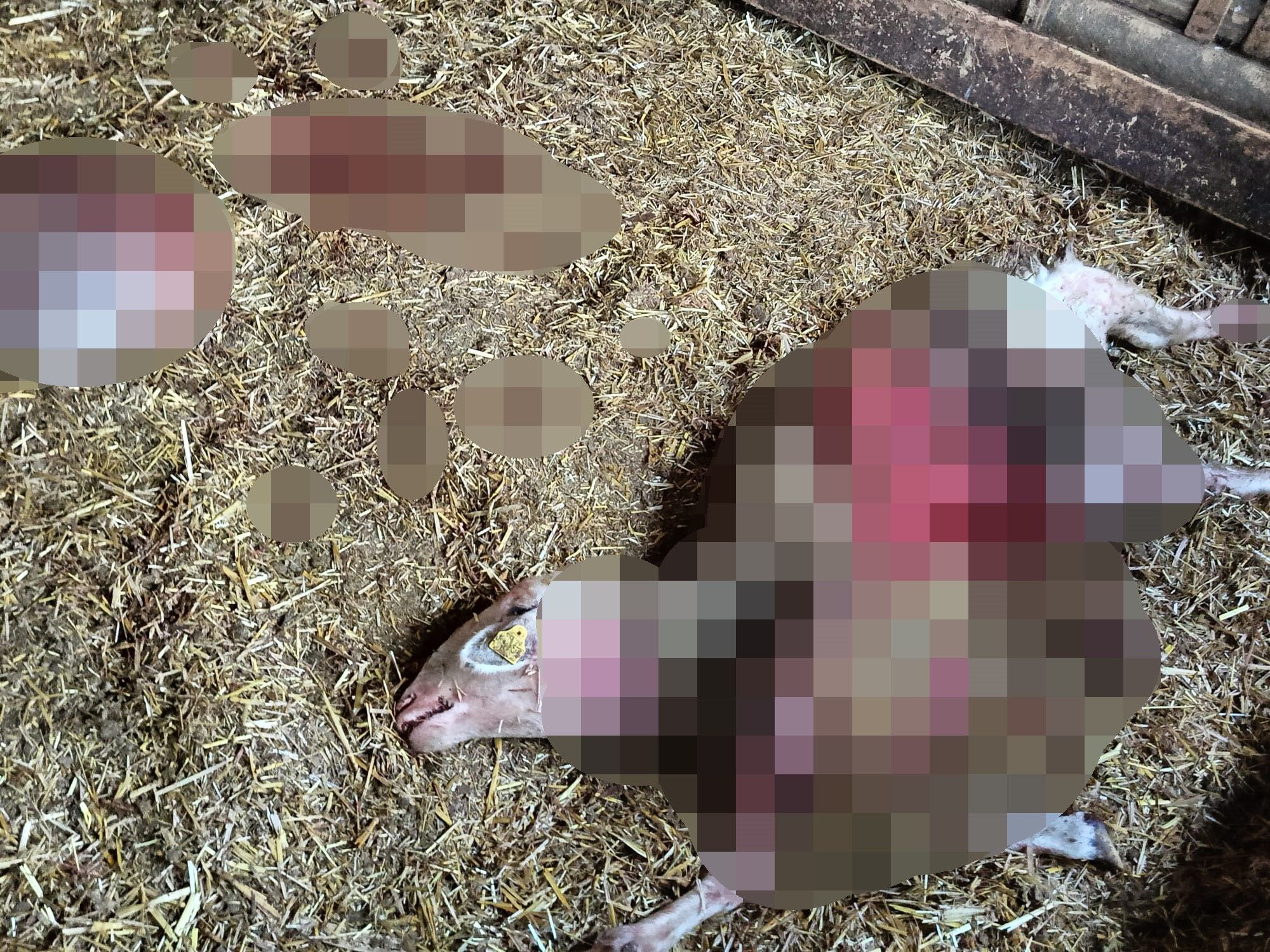 Çiftliğe kurt girdi: 1 koyun telef oldu!