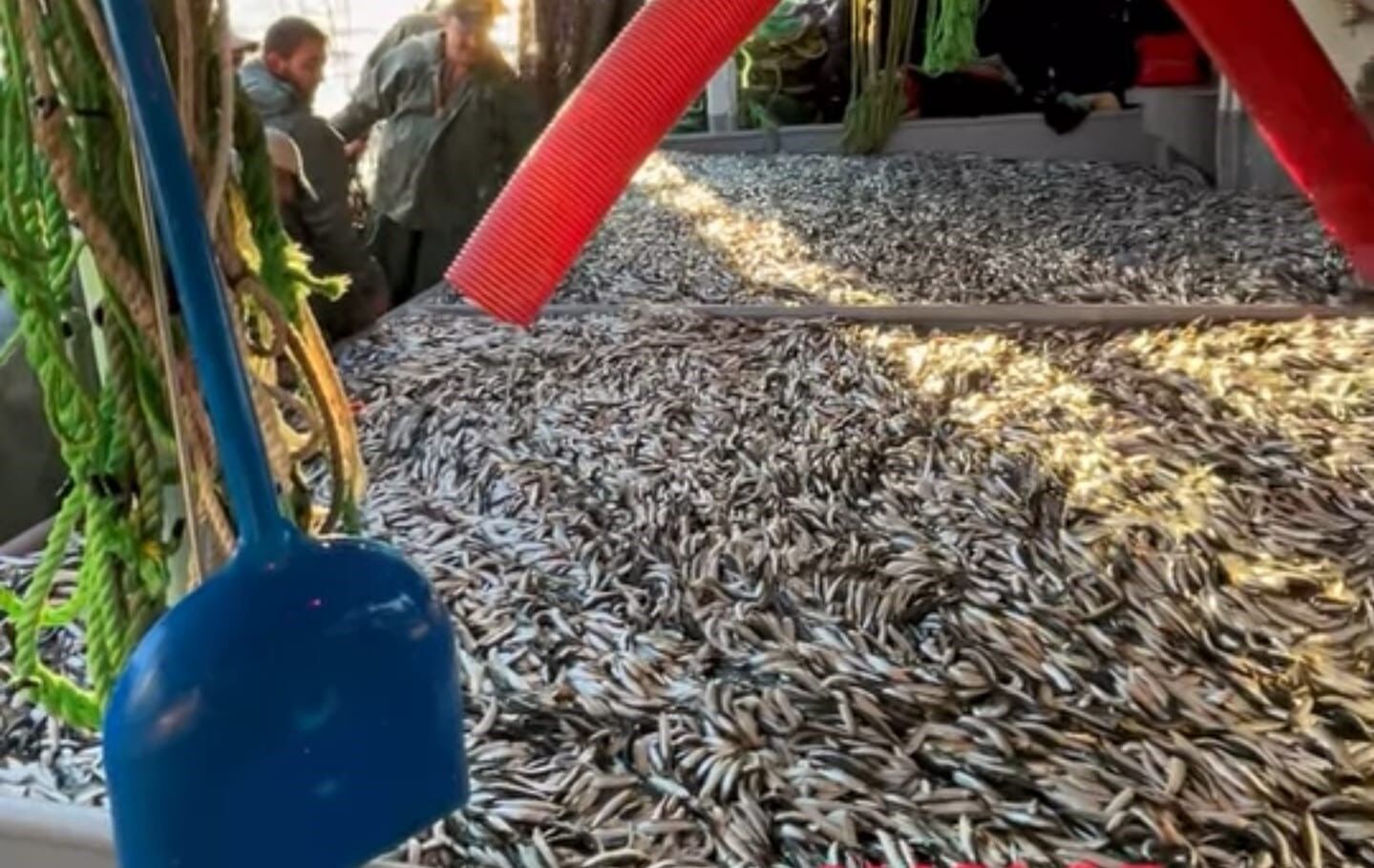 Gelibolu'da bin 500 kasa sardalya yakaladı