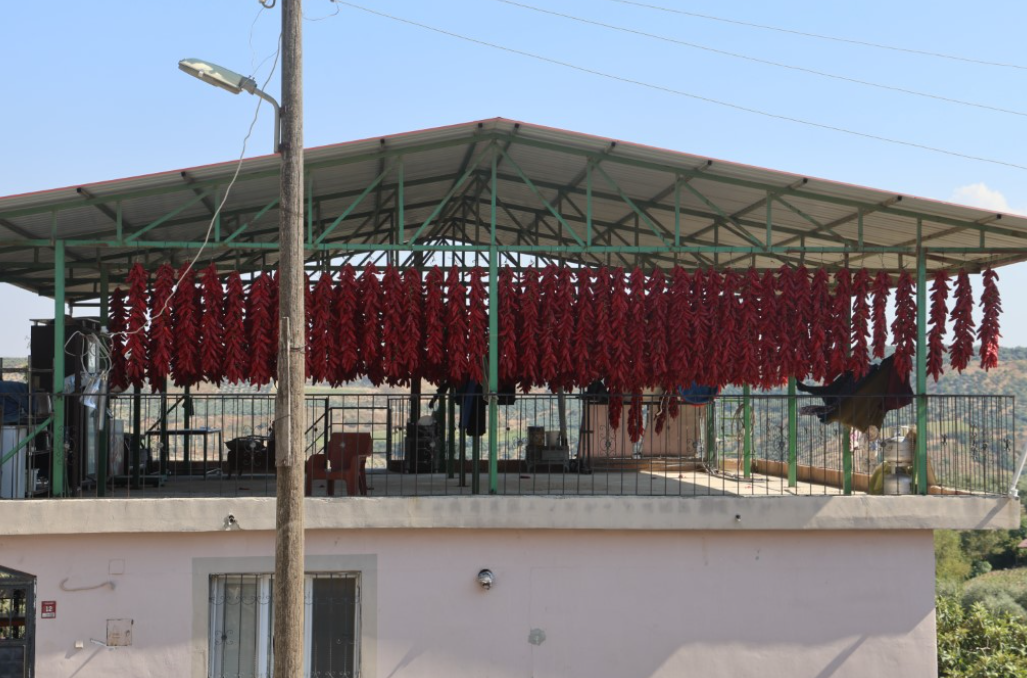 Mahalle kırmızıya büründü: Bir demet biber 500 TL’den satılıyor