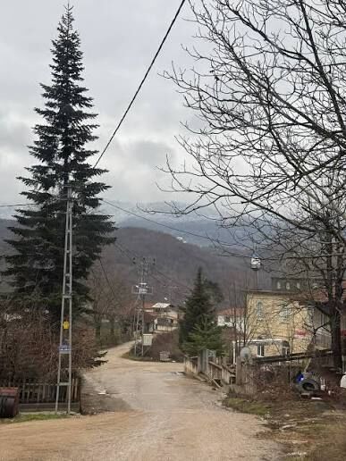 Güney Kestane