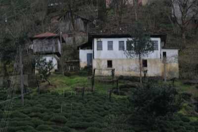 Kestanealan