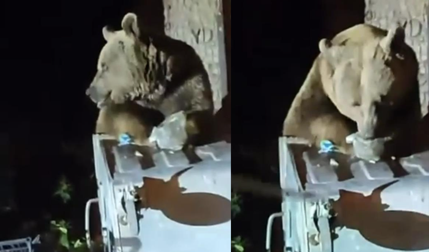 Uludağ'da aç kalan ayı yemek aradı