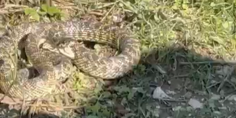 İnegöl'ün köyünde 3 metrelik engerek yılanı görüntülendi!
